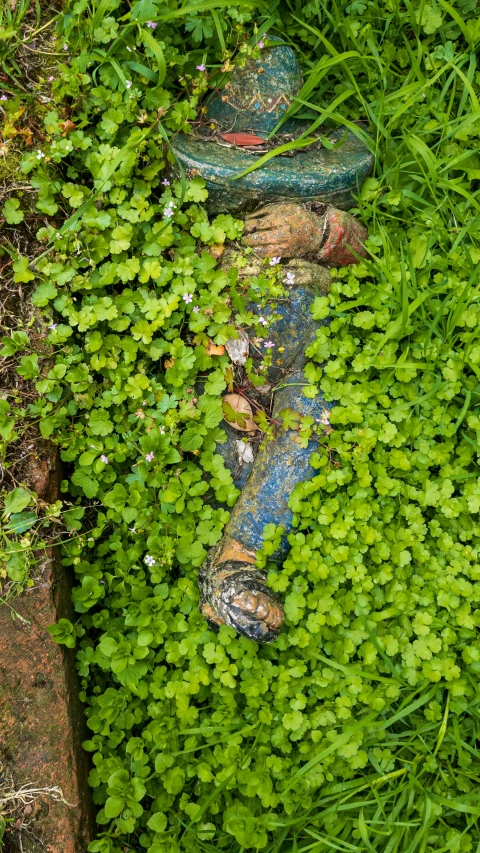 a fire hydrant surrounded by lush green plants