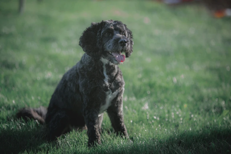 a cute brown and black dog sitting on the grass