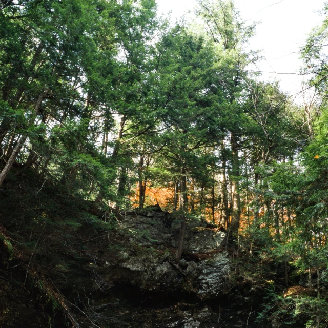 a small waterfall flowing in between some trees