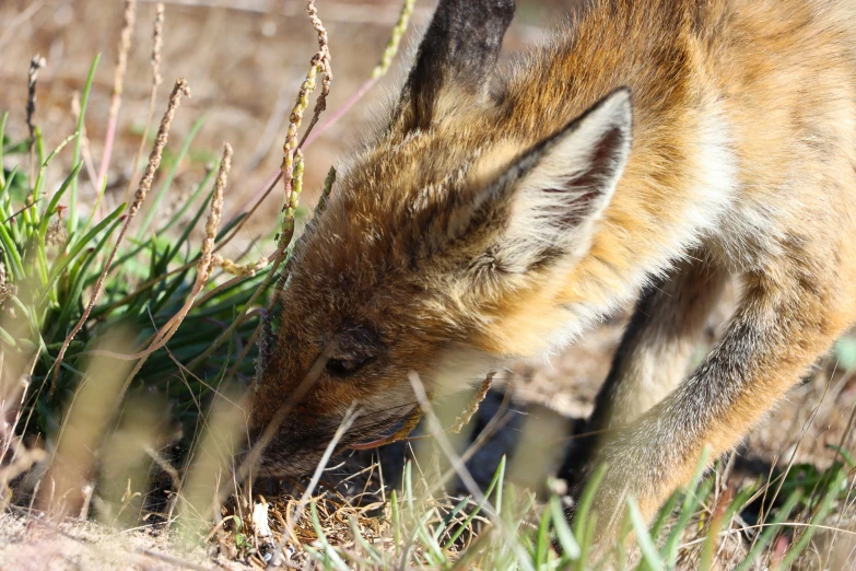 an animal is grazing from the grass and flowers