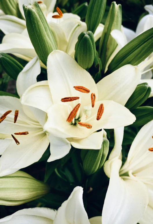 close up s of some white flowers with green stems