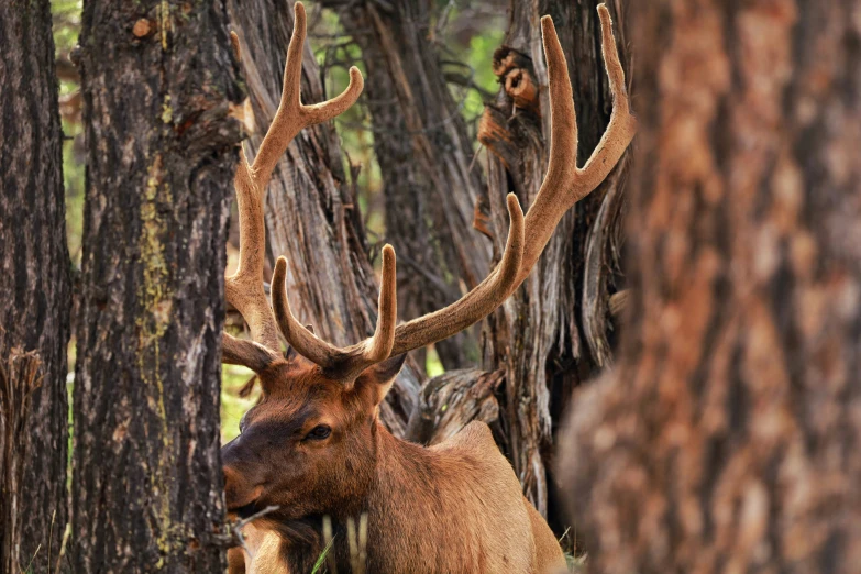 an elk with antlers stands in a forest