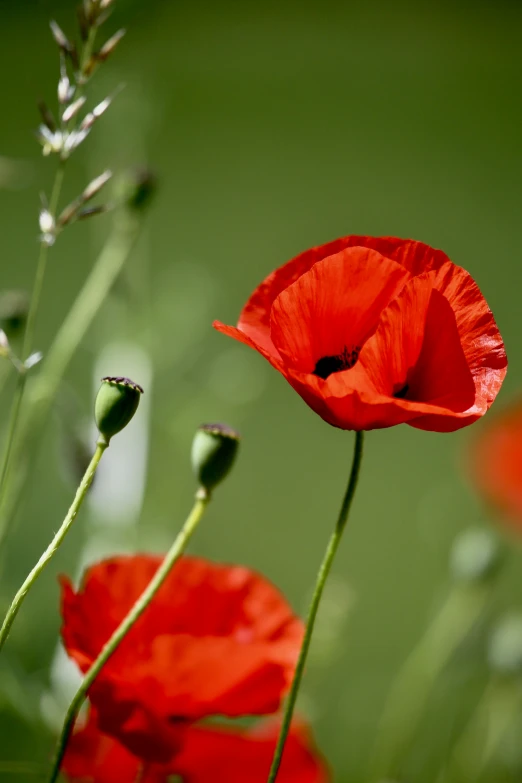 the red flowers look very bright against the green background