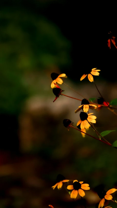 the flowers are yellow with black centers