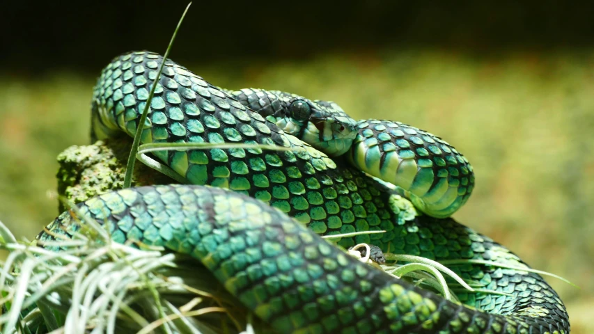 two green snakes are on grass near each other