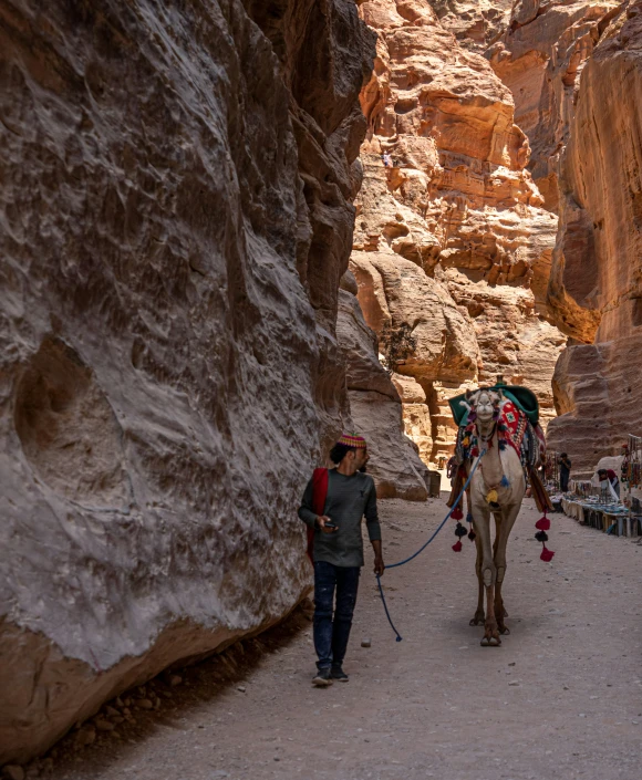 two donkeys walking through the desert with a man standing near them