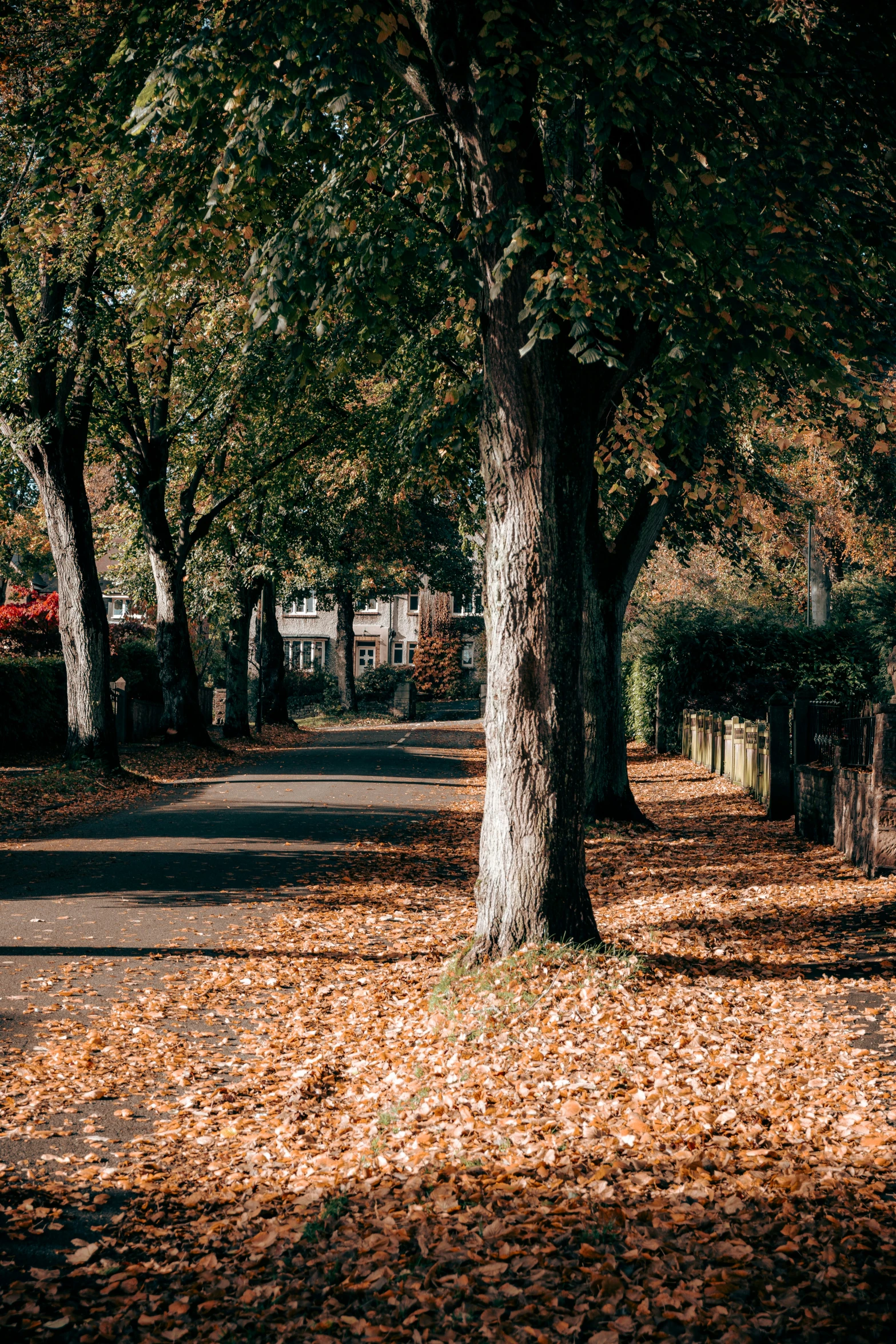 trees on either side of the street surrounded by leaves