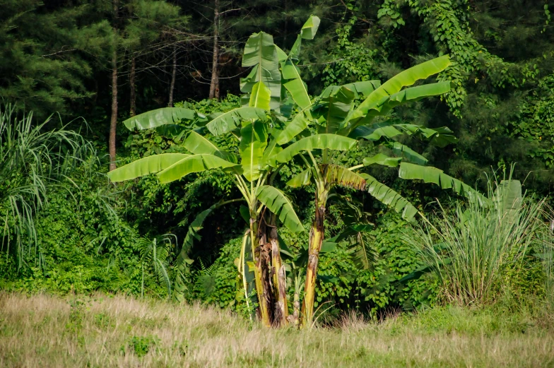 a green plant that is standing in the grass