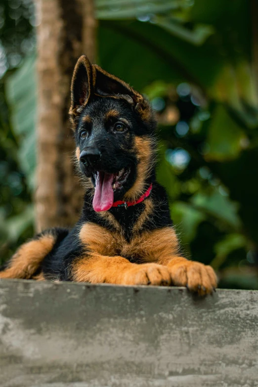 the large dog is resting on the ledge