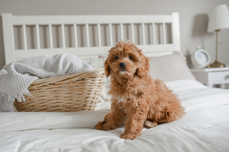 a brown dog sits on a bed with pillows and blanket