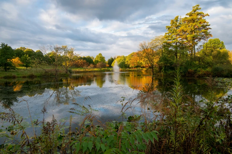 a lake surrounded by tall grass and trees