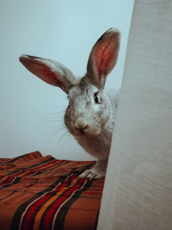 there is a large grey rabbit peeking over the edge of a wall