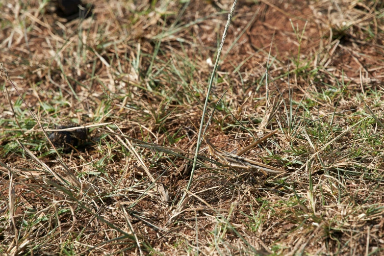 a tiny purple plant that is sitting on the ground