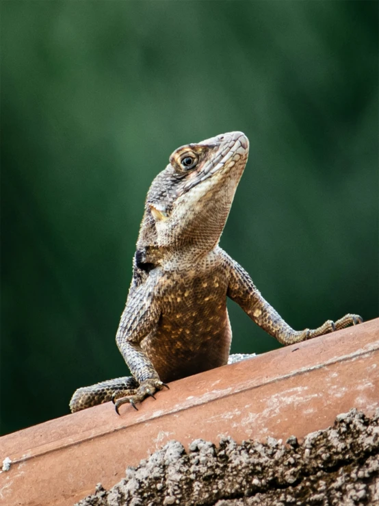 the lizard has long legs and an intricate neck