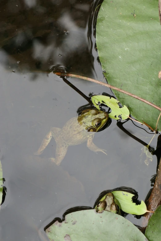a frog is swimming with water in its mouth