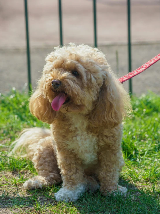 a dog that is sitting on the grass