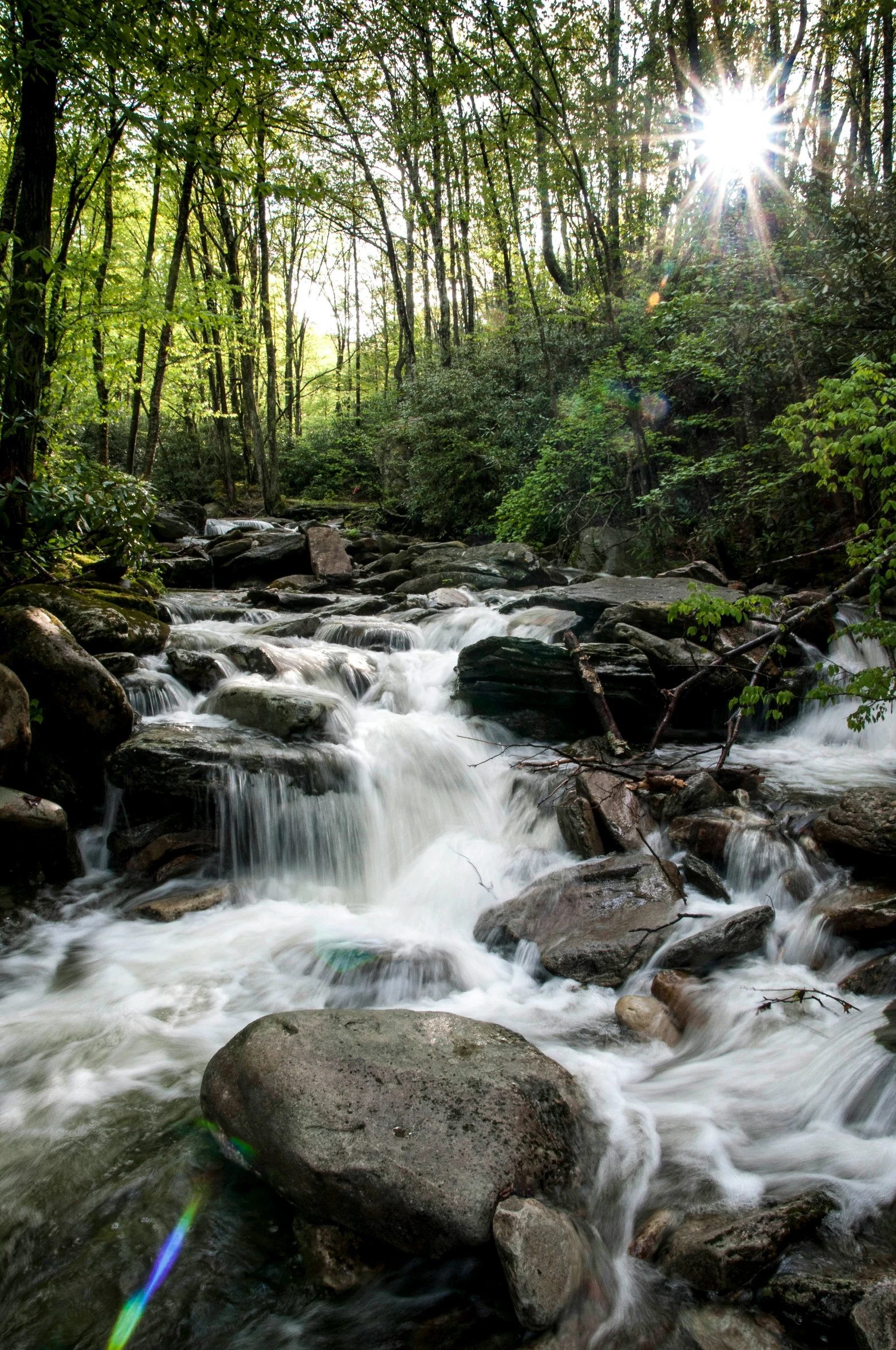 a river running through some woods with sunbeams