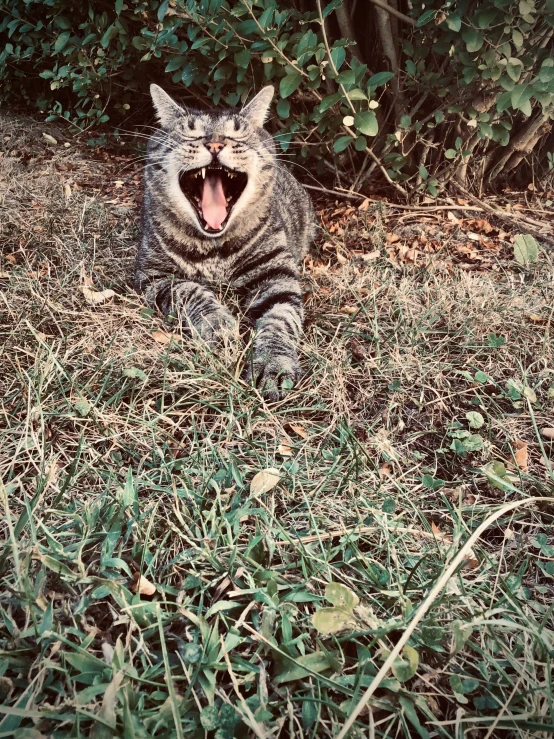 a cat laying in the grass yawning