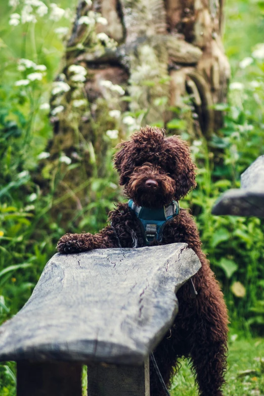 brown dog sitting on top of a wooden bench in a green field