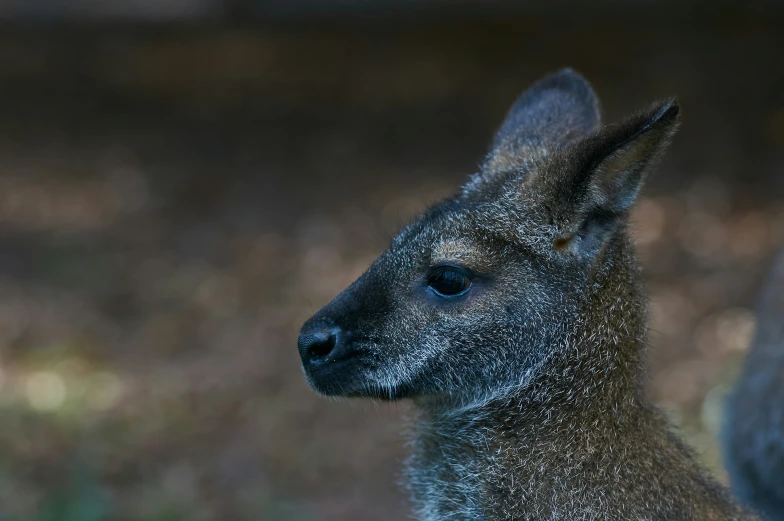 a very cute furry kangaroo looking straight ahead