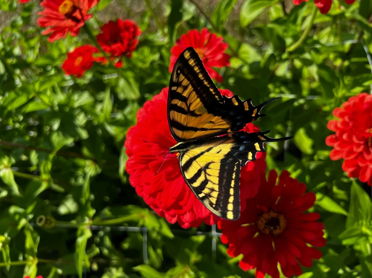 a erfly is perched on a red flower