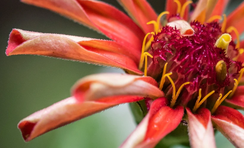 a large red flower with yellow tips in the center