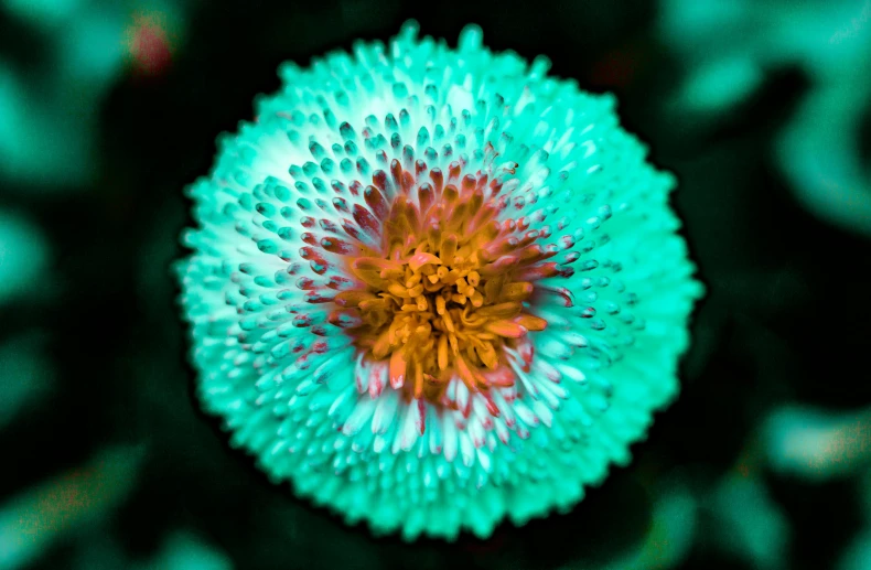 a close up image of a green and red flower