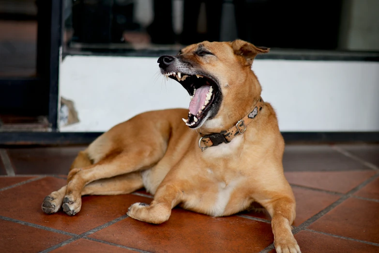 a brown dog laying on top of a tile floor with his mouth open