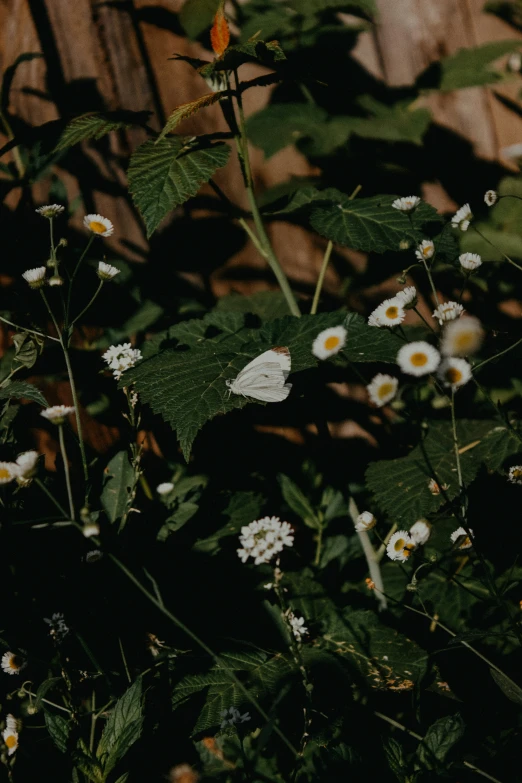 many flowers with white petals are seen against a wooden fence