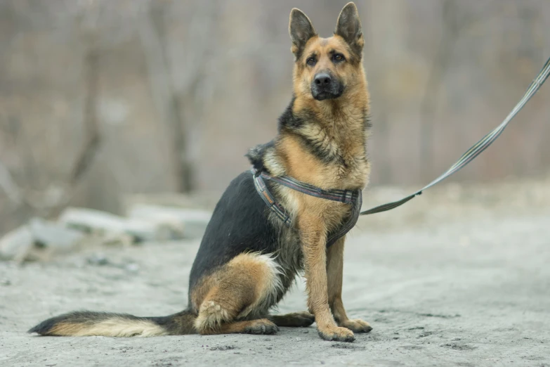 a dog on leash sits in front of trees