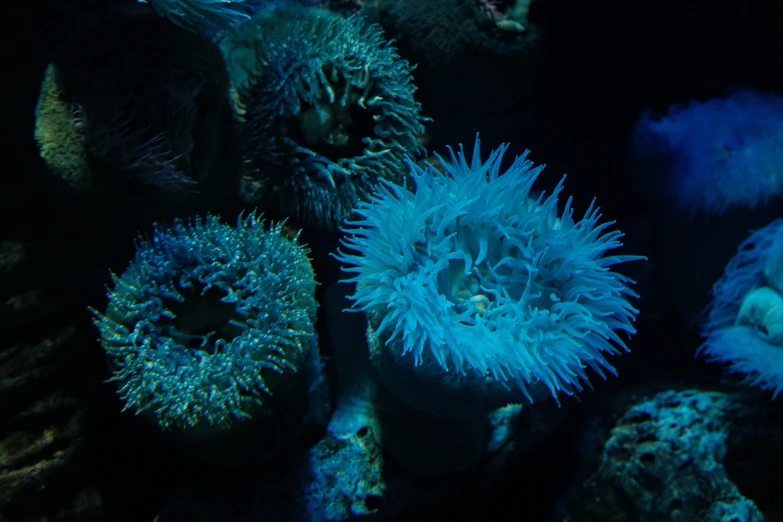 close up view of blue sea urchins, in deep water