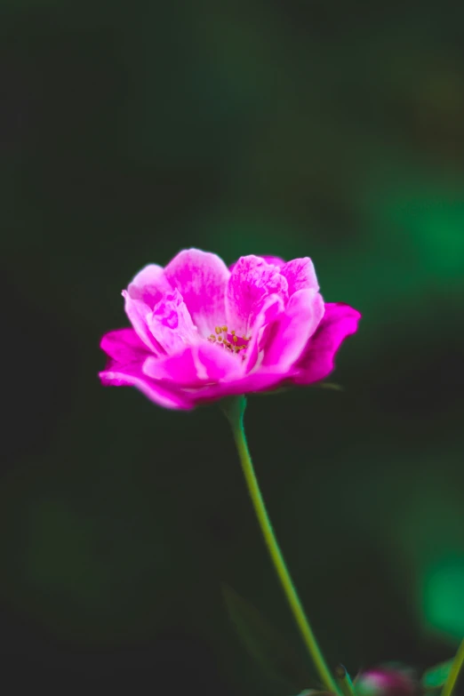 a close - up po of a flower in full bloom