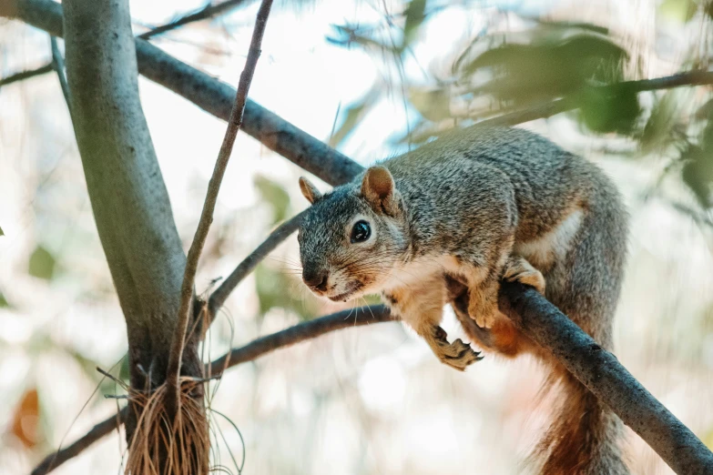 a squirrel on a nch looks at the pographer