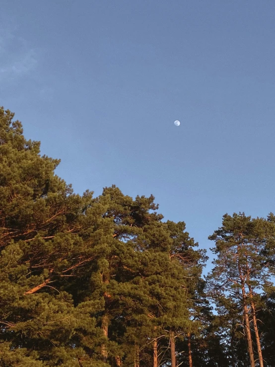 a full view of a beautiful blue sky above the trees