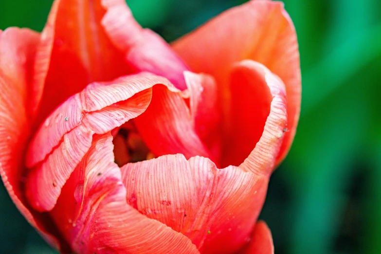 a large pink flower is next to green leaves