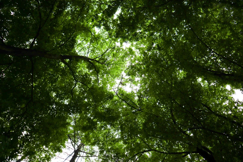 view from below looking up at green trees