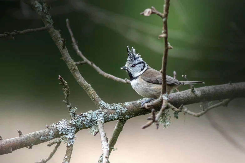 a small bird perched on a bare nch