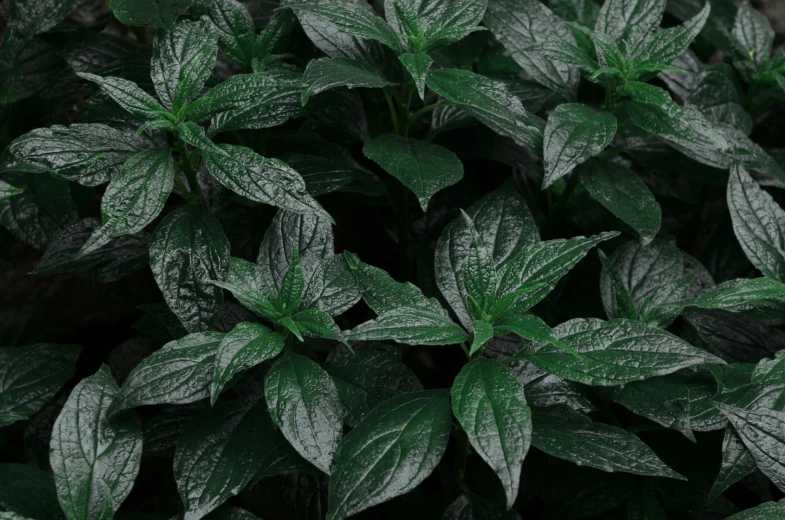 the green leaves on the plants are ready for picking