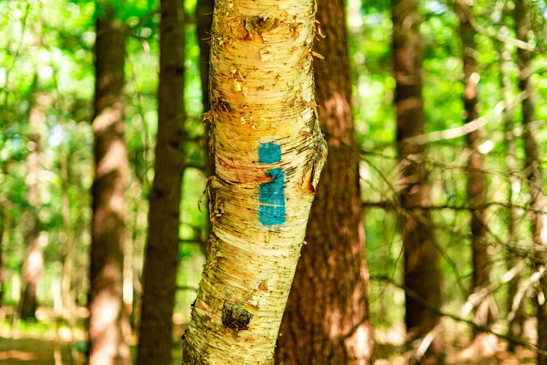 the trunk of a tall tree in the forest