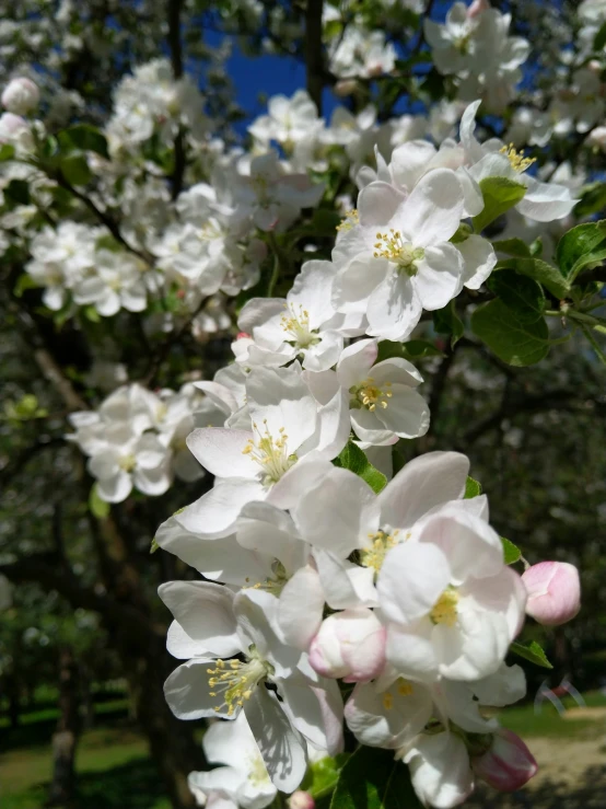 white blossoms are blooming on trees near the grassy field