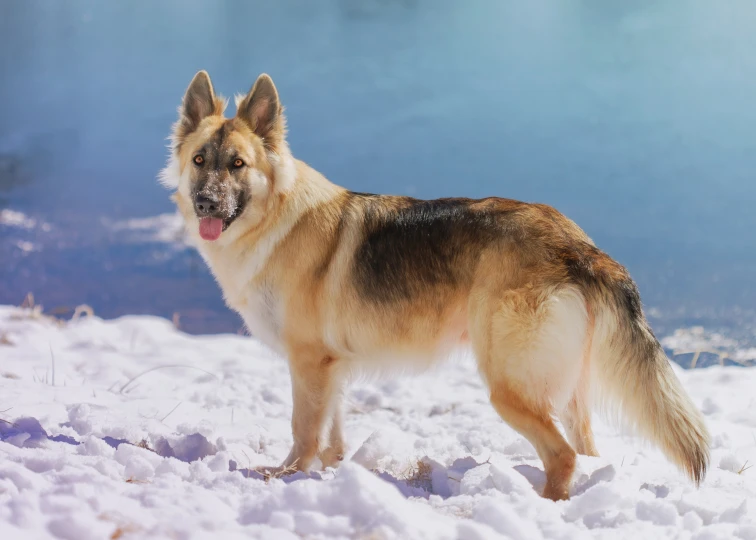 this is a large brown and white dog standing in the snow