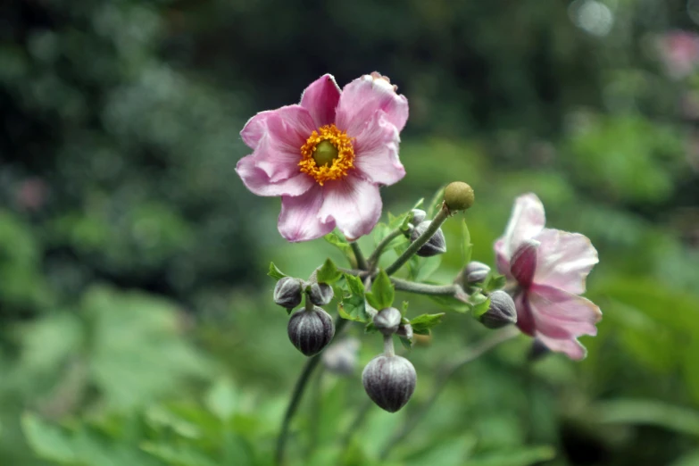 pink flowers blooming in the middle of green leaves