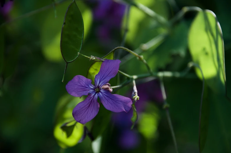 a purple flower is growing among green leaves