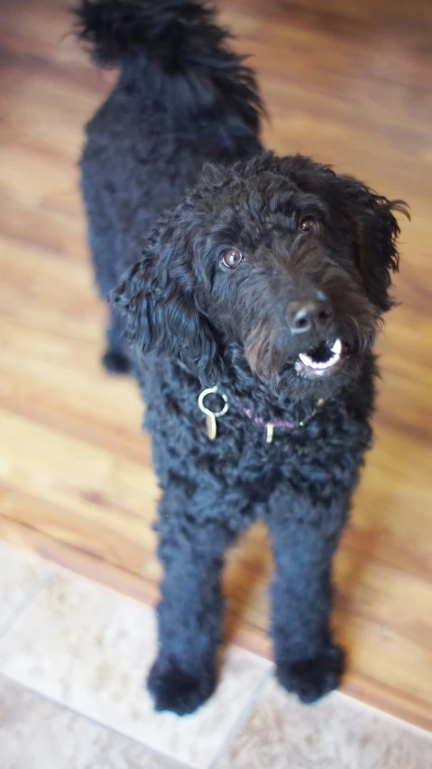 a black poodle standing on a hard wood floor