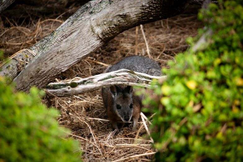 a small animal stands on some dry grass