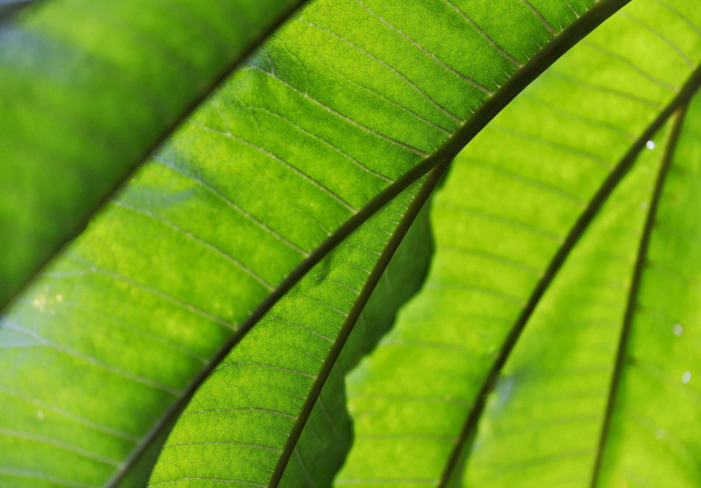 the top of a green leaf with drops of water