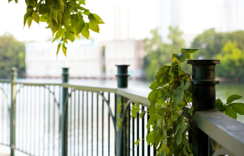 a balcony with green leaves and a fence overlooking the water