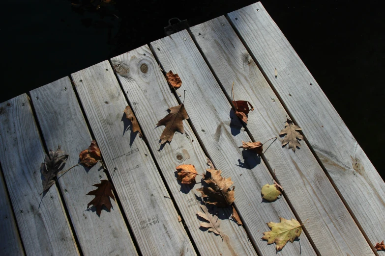 leaves are on the boards near a body of water