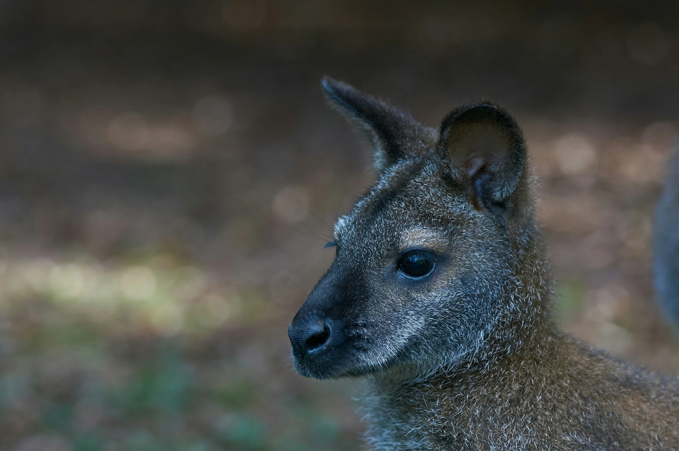 an alert young kangaroo standing on the grass