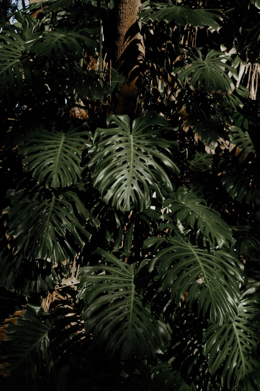 a bird perches on the top of a tree in a forest